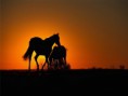 /album/wallpaper/cavalos-jpg/